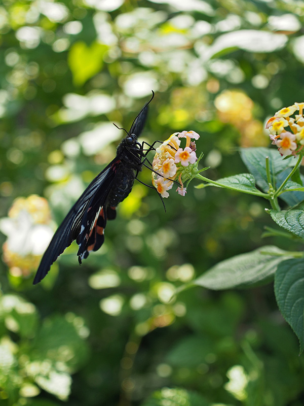 オリンパス 30mm F3.5 Macroで撮影した多摩動物公園の蝶